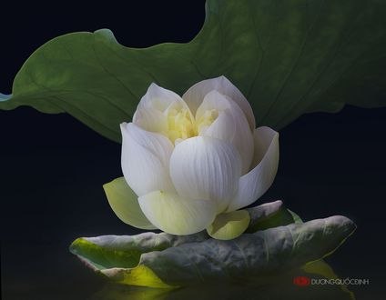 Обои на рабочий стол Белый лотос с листьями, фотограф Duong Quoc Dinh
