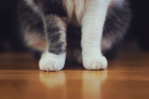 Обои на рабочий стол Лапки серо-белого кота