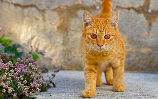 Обои на рабочий стол Рыжий кот около цветов