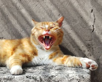 Обои на рабочий стол Рыжий кот на солнце показывает пасть