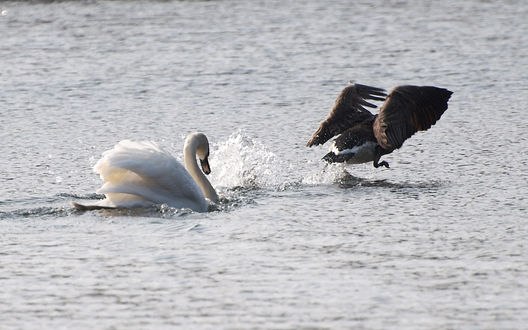 Обои на рабочий стол Лебеди купаются в воде