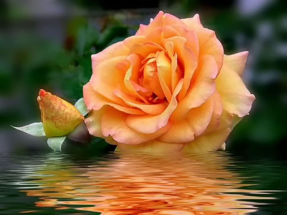 Обои для рабочего стола Чайная роза красиво отражается в воде