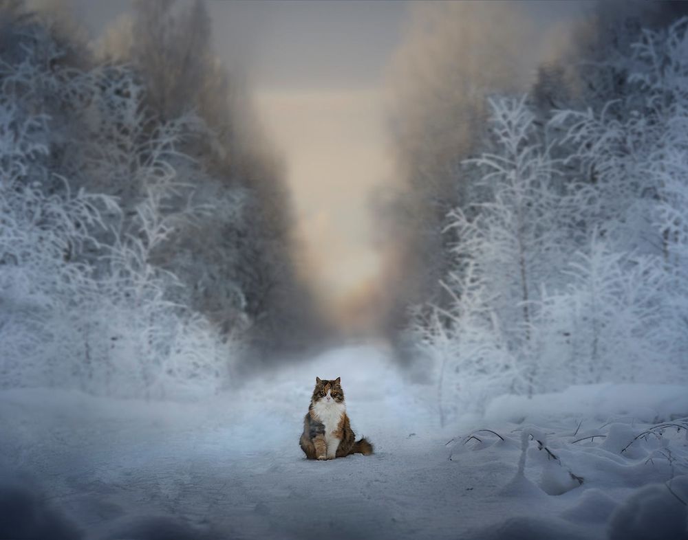 Обои для рабочего стола Кошка сидит нв зимней дороге, фотограф Elena Shumilova