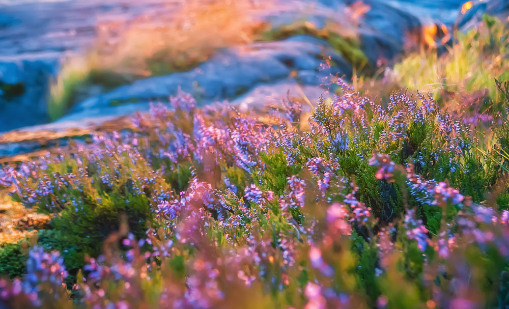 10 фотографий цветущих полей, в реальность которых верится с трудом