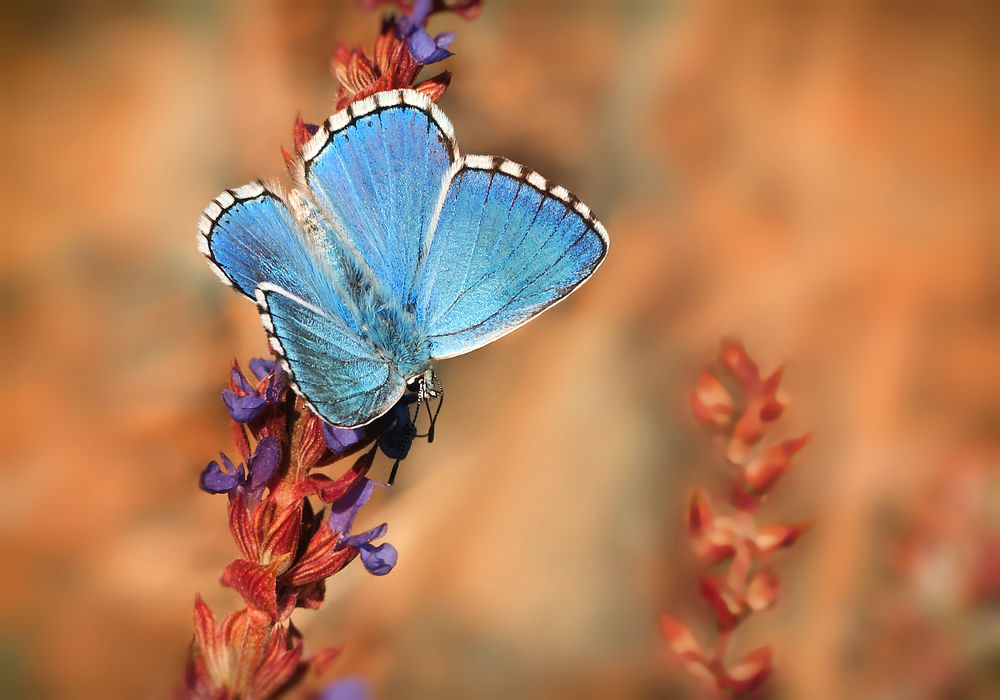 Обои для рабочего стола Голубая бабочка на цветке, фотограф Mihalych