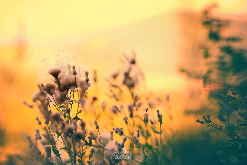Обои для рабочего стола Полевые цветы на размытом фоне, Janek Sedl&;&; Photography