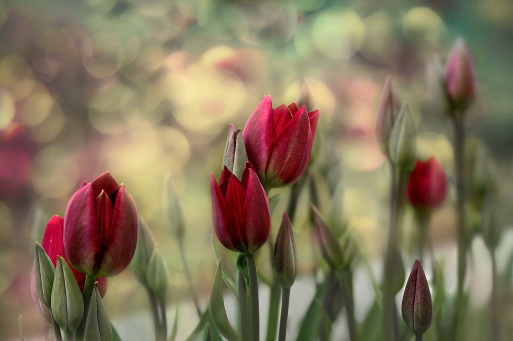 Обои для рабочего стола Красные тюльпаны, фотограф GaL-Lina