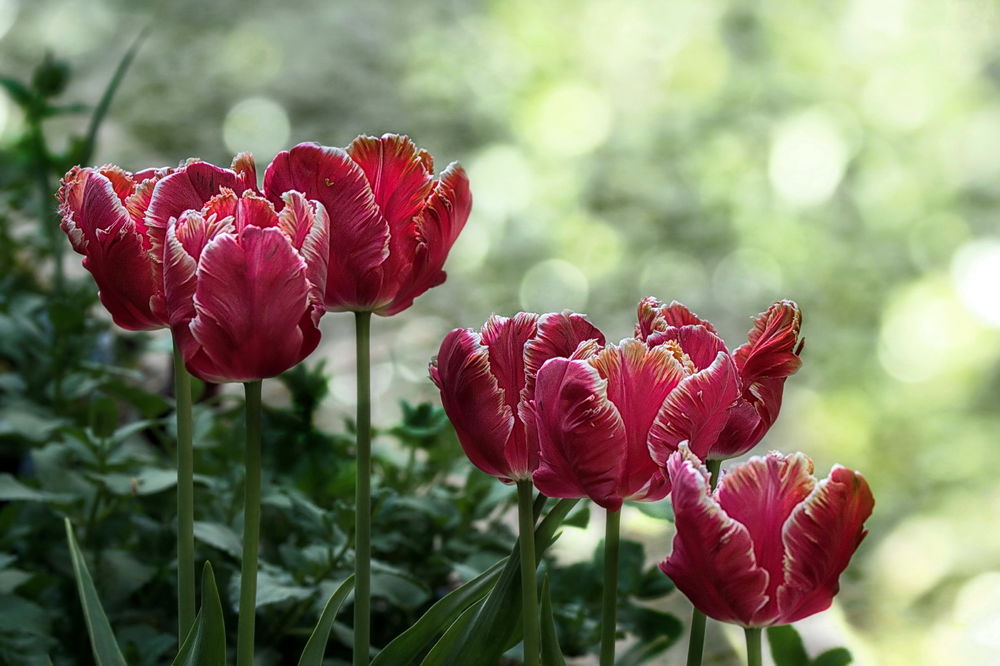 Обои для рабочего стола Розовые тюльпаны, фотограф GaL-Lina