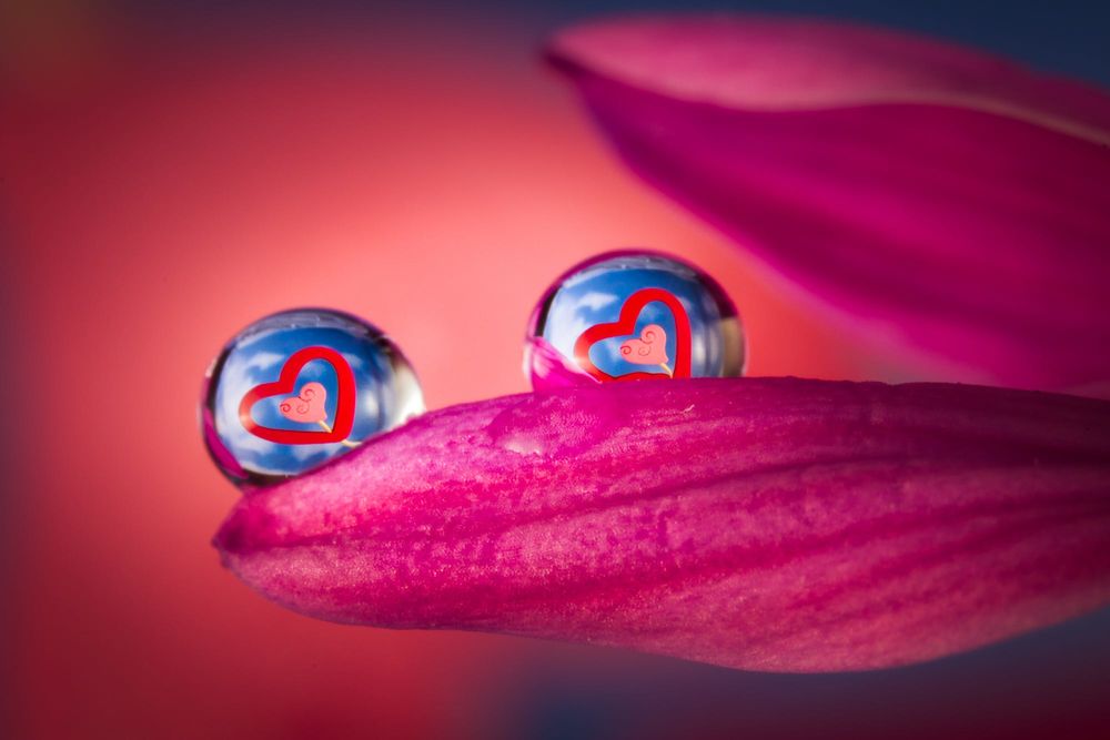 Обои для рабочего стола Лепесток цветка с каплями на нем, в виде земного шара с сердечками, фотограф William Lee