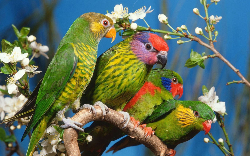 Обои для рабочего стола Разноцветные попугаи сидят на ветке дерева с белыми цветами, на фоне голубого неба