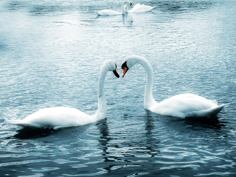 Обои для рабочего стола Лебеди на пруду образуют шеями сердце