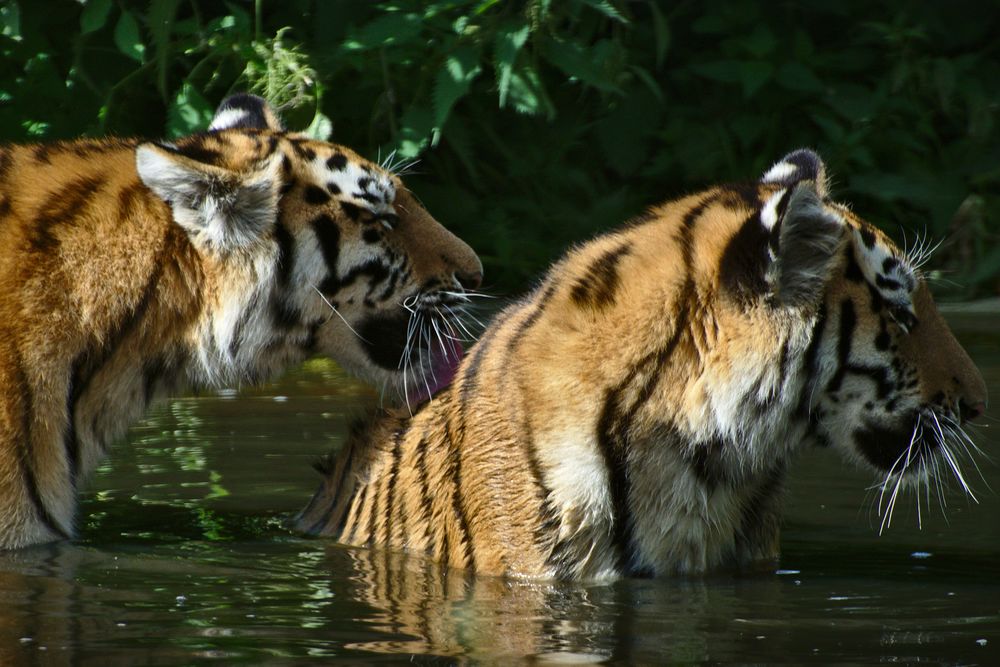 Обои для рабочего стола Тигры купаются в пруду