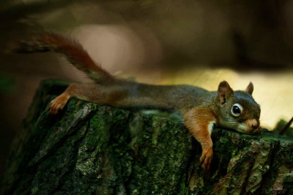 Обои для рабочего стола Белка лежит на пне, фотограф Andre Villeneuve