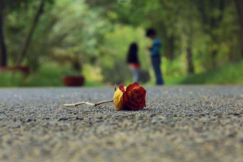 Обои для рабочего стола Красная роза на дороге, фотограф Yasser Alzain