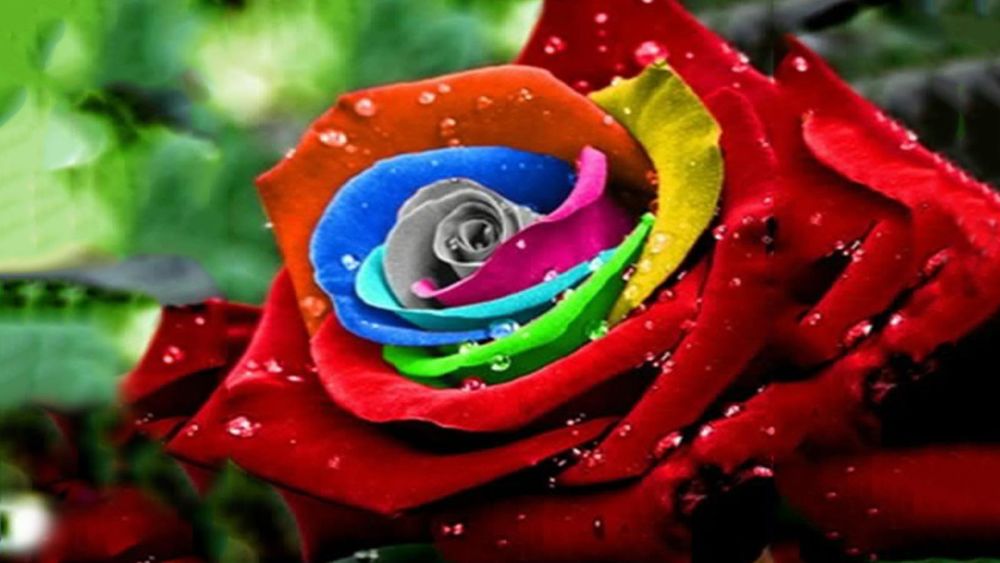 Обои для рабочего стола Разноцветная красивая роза