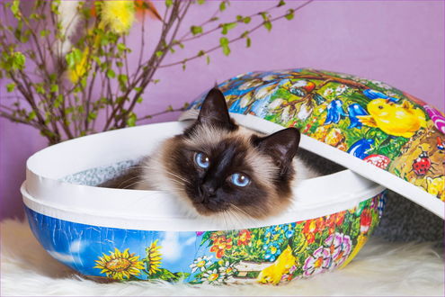 Обои на рабочий стол Сиамский кот отдыхает в шкатулке, by Ala Foto