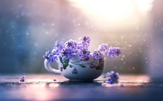 Обои на рабочий стол Чашка с сиреневыми цветами, фотограф Ashraful Arefin