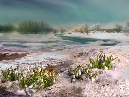 Обои на рабочий стол Первые весенние подснежники, by Игорь Зенин
