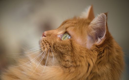 Обои на рабочий стол Рыжий кот смотрит в сторону