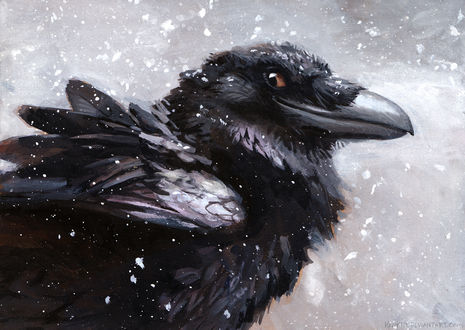 Обои на рабочий стол Ворон под падающим снегом улыбается, by kenket