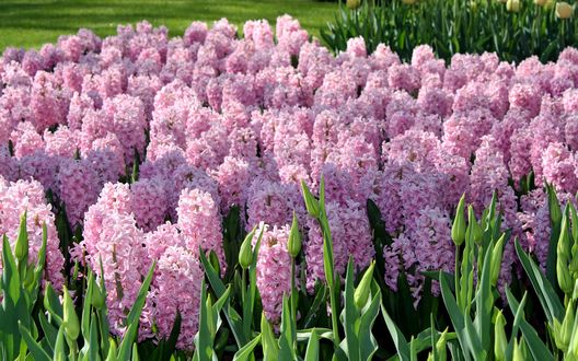 Обои на рабочий стол Цветущие гиацинты в саду Кейкенхоф / Keukenhof Gardens, в Нидерландах