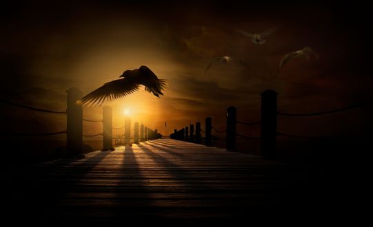 Обои на рабочий стол Чайки, летающие над пирсом, by Nasser Osman