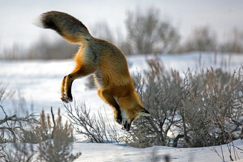 Обои на рабочий стол Лиса в прыжке над снегом, by JH Atala