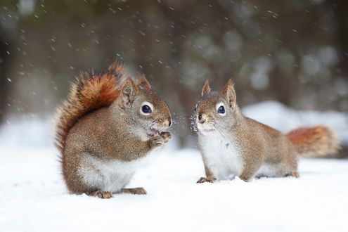 Обои на рабочий стол Две белочки на снегу, фотограф Andre Villeneuve