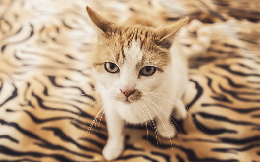 Обои на рабочий стол Кошка сидит на тигровом одеяле