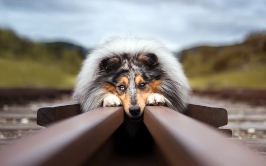 Обои на рабочий стол Собака лежит на рельсах