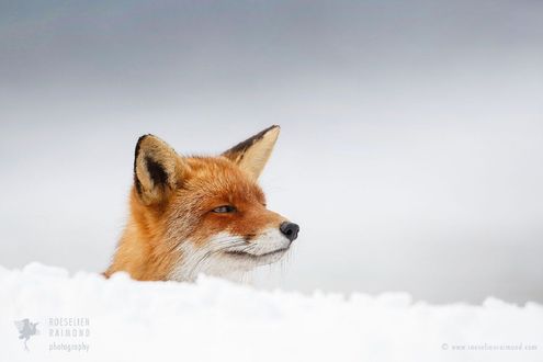 Обои на рабочий стол Лиса выглядывает из-за снежного сугроба, фотограф Roeselien Raimond