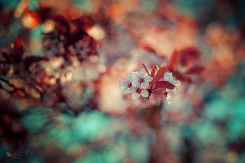 Обои на рабочий стол Весенние цветы на размытом фоне, by ildiko-neer