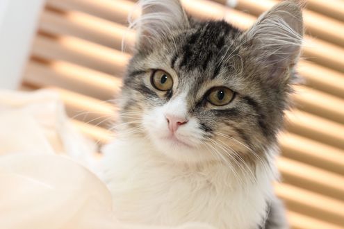 Обои на рабочий стол Мордочка милого кота