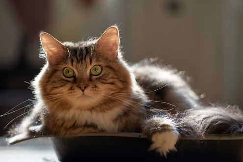 Обои на рабочий стол Удивленный кот лежит