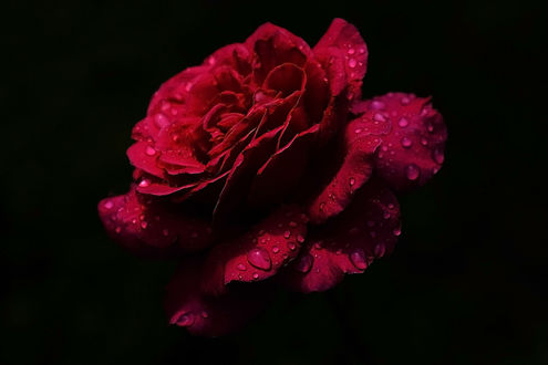 Обои на рабочий стол Бордовая роза с каплями росы, фотограф Carol Von Canon
