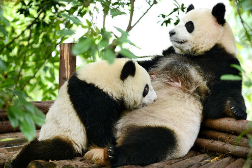 Обои на рабочий стол Панда кормит своего большого детеныша грудью, Chengdu, China / Чэнду, Китай