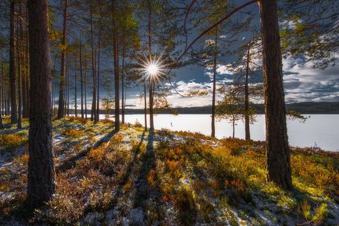 Обои на рабочий стол Яркое солнце освещает лес, фотограф Ole Henrik Skjelstad