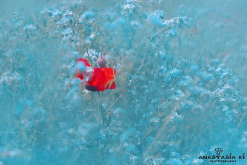 Обои на рабочий стол Красный мак среди голубых цветочков, фотограф Anastasia Ri