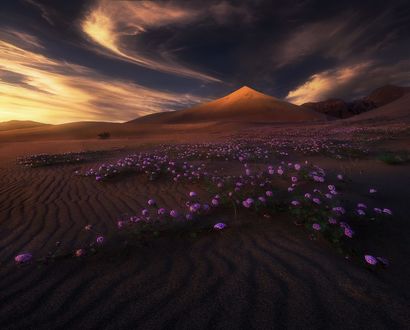 Обои на рабочий стол Весенние цветы в долине перед горой, фотограф Marc Adamus