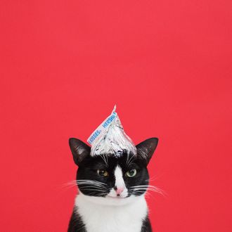Обои на рабочий стол Черно-белый кот с шапочкой на голове, by princesscheeto