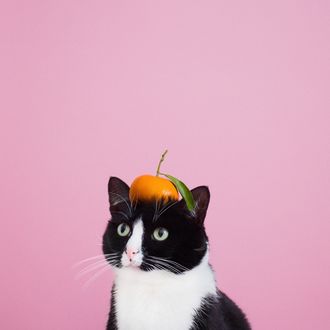 Обои на рабочий стол Черно-белый кот с апельсином на голове, by princesscheeto