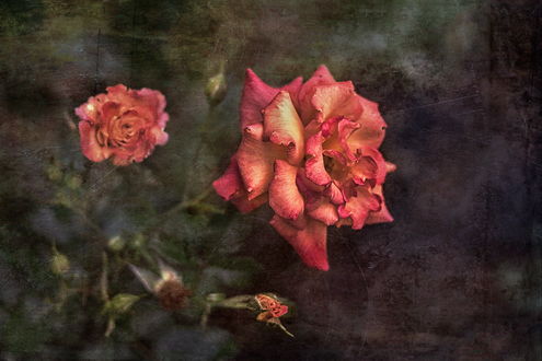 Обои на рабочий стол Розовые розы на фоне с эффектом старой фотографии, by GaL-Lina