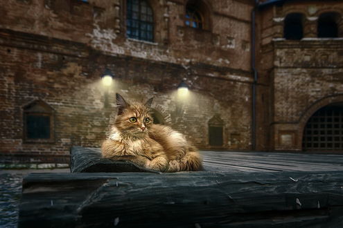 Обои на рабочий стол Кошка - хозяйка Крутицкого подворья, by GaL-Lina