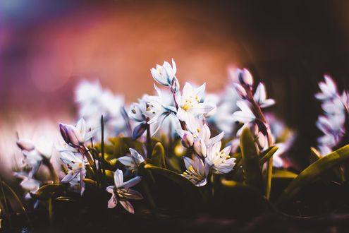 Обои на рабочий стол Белые цветы на размытом фоне, фотограф Kristina Manchenko