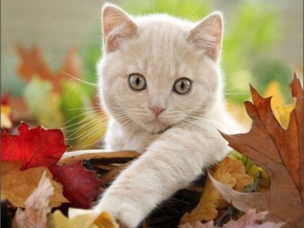 Обои на рабочий стол Милый котенек в осенней листве