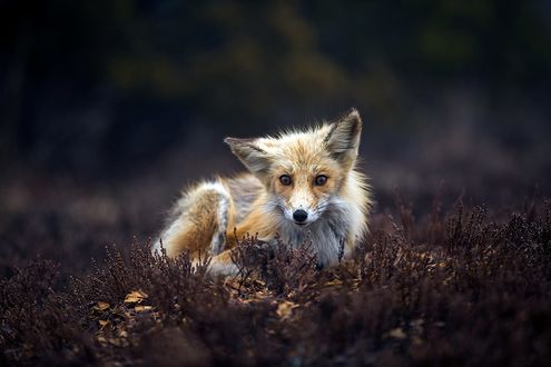 Обои на рабочий стол Лисичка лежит на траве, фотограф JH Atala