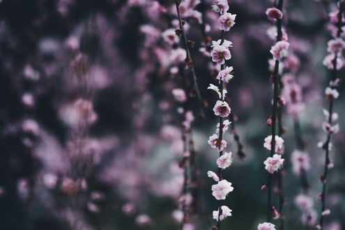 Обои на рабочий стол Весенние цветущие веточки сакуры, фотограф Takashi Yasui