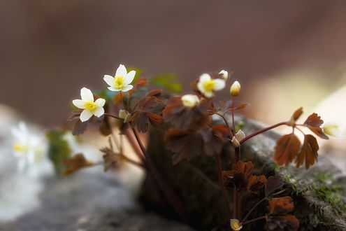 Обои на рабочий стол Первые весенние цветочки, фотограф LEE INHWAN