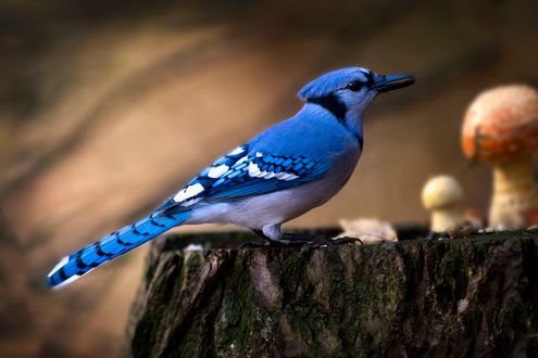 Обои на рабочий стол Голубая птица сидит на пне, фотограф Andre Villeneuve