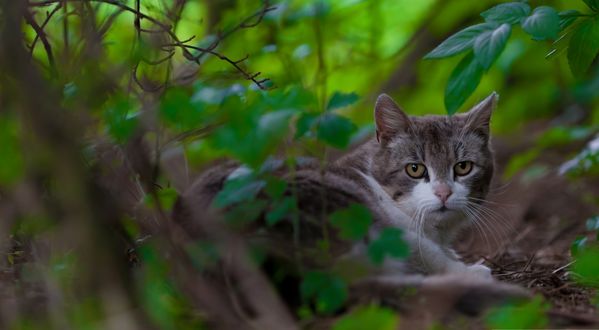 Обои на рабочий стол Серый кот с белым сидит среди зеленых веток